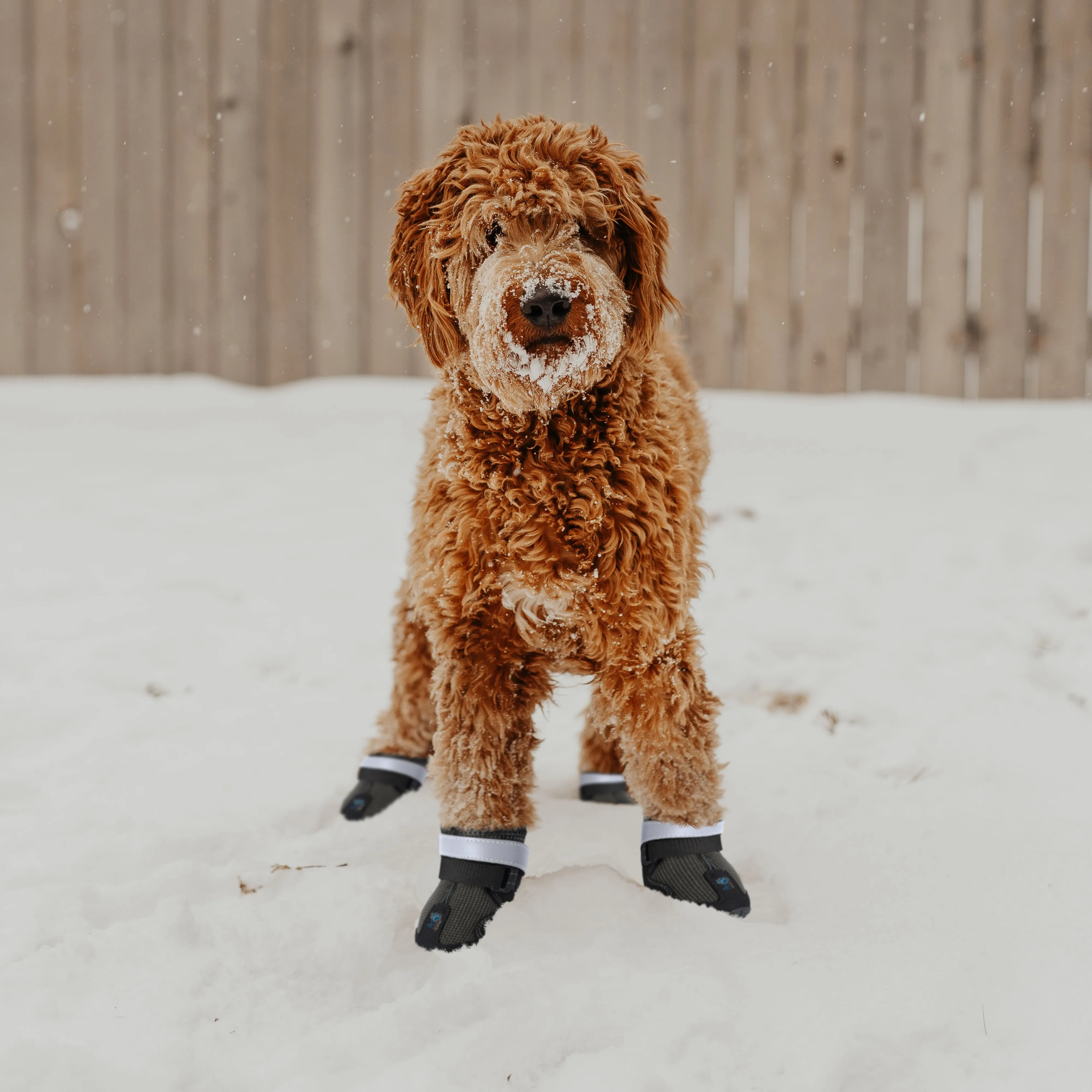 Durable Waterproof Dog Shoes, Extra Secure, Anti-Slip with Reflective Strap (Set of 4)